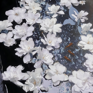 鲁鲁网视频在线
