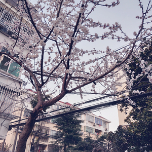 鸣人❌春野樱爆乳黄漫
