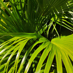 中国一级毛卡片
